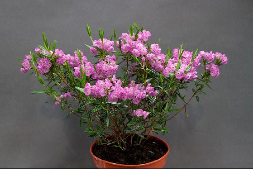 Kalmia polifolia